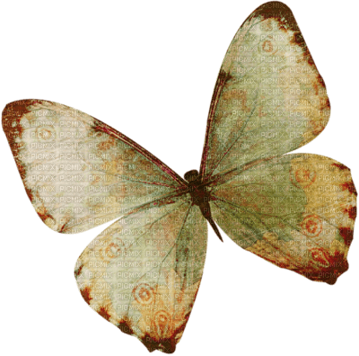 papillon - zadarmo png