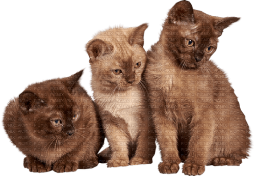 gala animals cat - ingyenes png