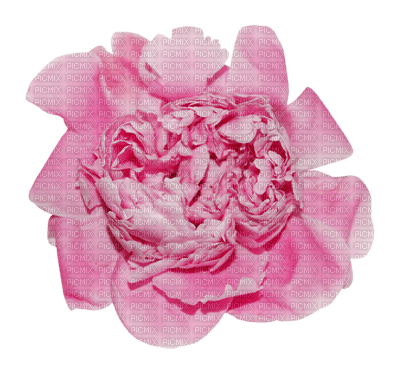 Kaz_Creations Deco Flower  Colours - безплатен png