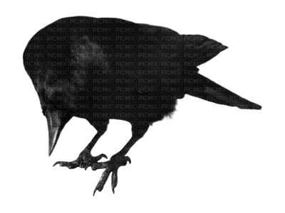 crow katrin - kostenlos png