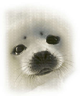 Kaz_Creations Seal - Free PNG