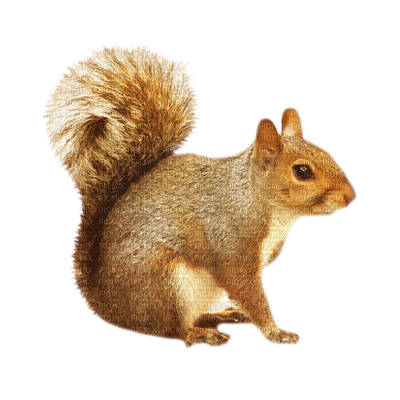 Kaz_Creations Animals Squirrels Squirrel - zadarmo png