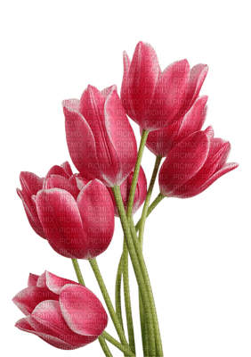 tulipan - besplatni png