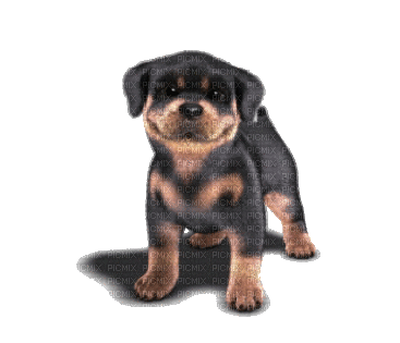 dog gif - Ücretsiz animasyonlu GIF