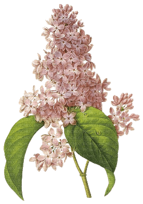 flower-pink - nemokama png