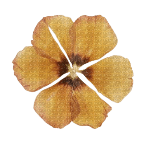 autumn flower Bb2 - 免费PNG