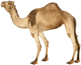 Kaz_Creations Camel - zadarmo png
