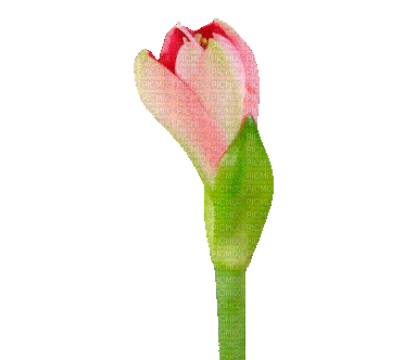 Tulip.Tulipe,Fleur.Flower.gif.Victoriabea - GIF animé gratuit