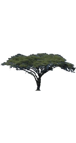 Деревья - GIF animado gratis