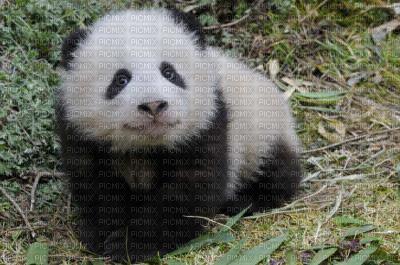 bebe panda - бесплатно png