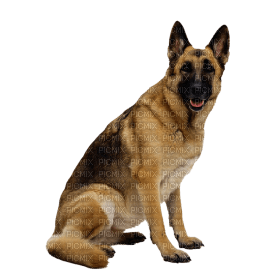 Kaz_Creations Dog Pup - ücretsiz png