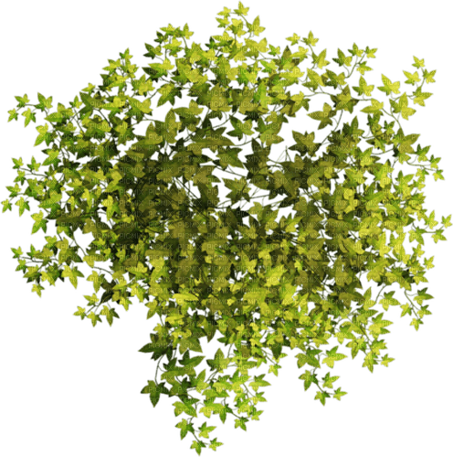 bush by nataliplus - png ฟรี