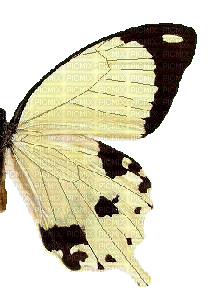 Schmetterlingsflügel - png ฟรี