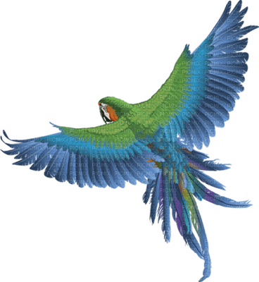 Kaz_Creations Birds Bird Parrot - png ฟรี
