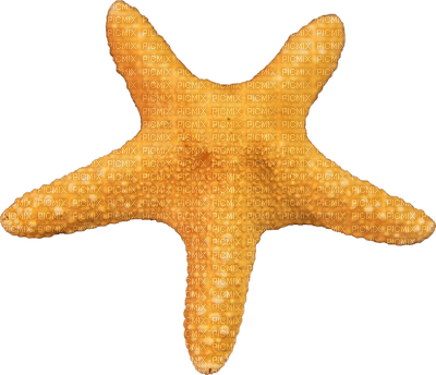 Kaz_Creations Starfish - zadarmo png