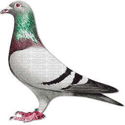 soave deco bird dove pigeon black white - фрее пнг
