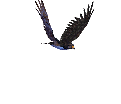 eagle bp - Ingyenes animált GIF
