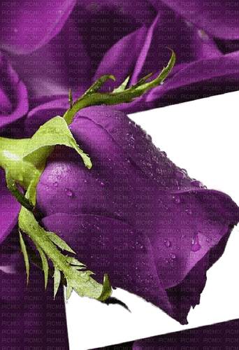 rose violette.Cheyenne63 - bezmaksas png