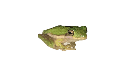 suspicious frog - zdarma png