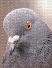 pigeon ! - PNG gratuit
