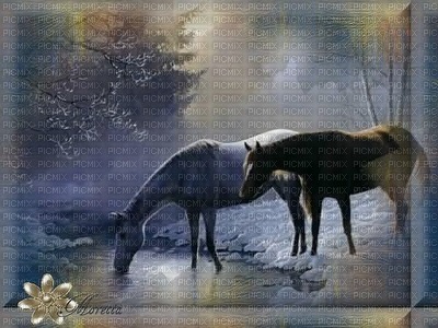färdig-bg-häst-hästar-djur - gratis png