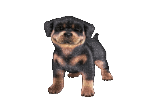 hund---dog - GIF animado gratis