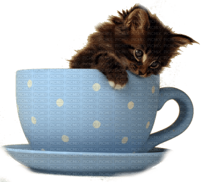baby cat  cup bebe  chat tasse - ingyenes png