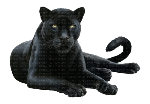 Panther milla1959 - PNG gratuit