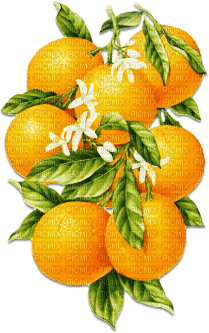 soave deco  summer fruit citrus  branch orange - 無料png