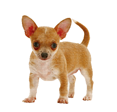 Kaz_Creations Animated Dog Pup - Zdarma animovaný GIF