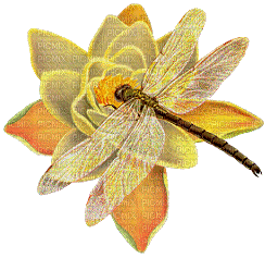 dragonfly bp - Bezmaksas animēts GIF