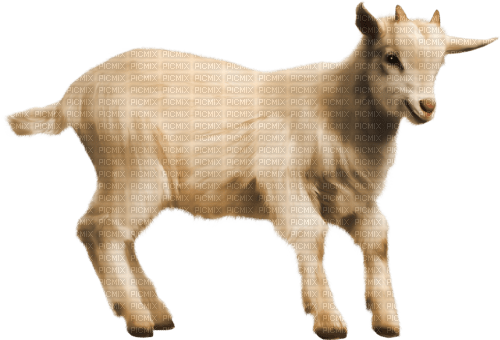 chèvre - nemokama png