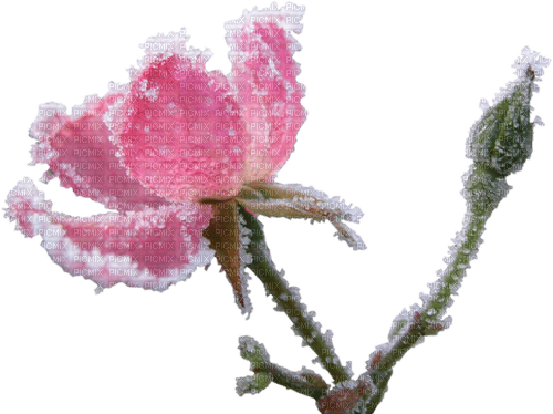 Winter.Pink.Flower.snow.Victoriabea - bezmaksas png
