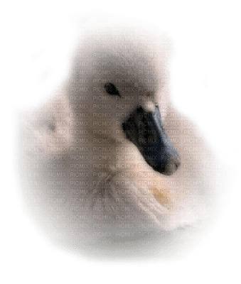 Tube Animaux Canard - Free PNG