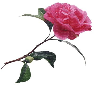 Fleur rose.Victoriabea - zadarmo png