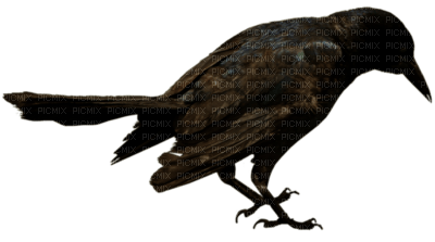 corbeau - PNG gratuit