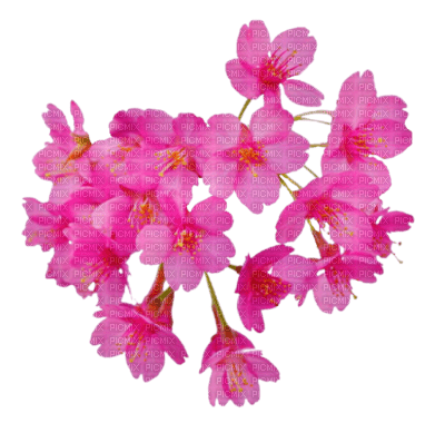 flores*kn* - 免费PNG