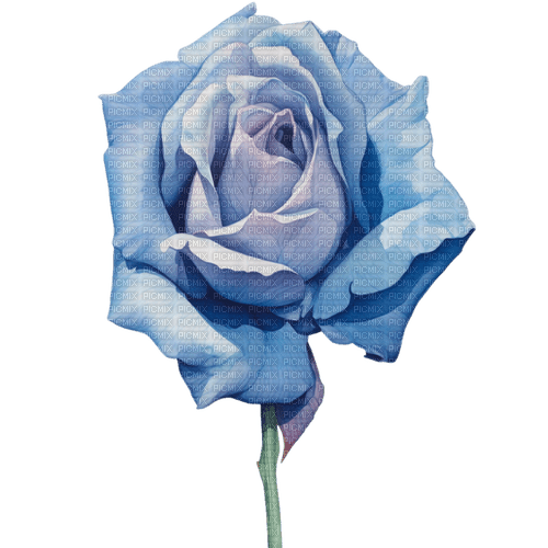 blue rose Bb2 - besplatni png