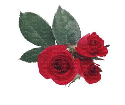 Róża - PNG gratuit