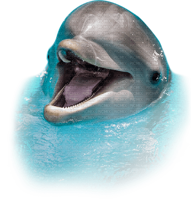 dolphins bp - darmowe png