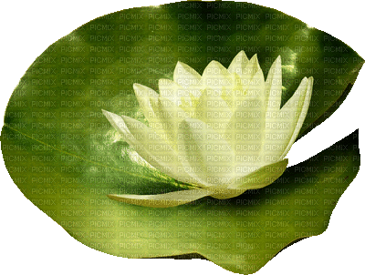 plant searose - 無料のアニメーション GIF