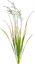 Kaz_Creations Deco Garden Grass Flowers - zdarma png