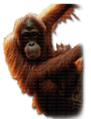 monkey bp - Free PNG