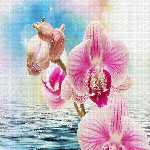 orchidee milla1959 - Ücretsiz animasyonlu GIF