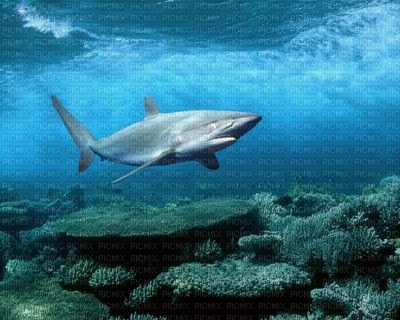 requin - PNG gratuit