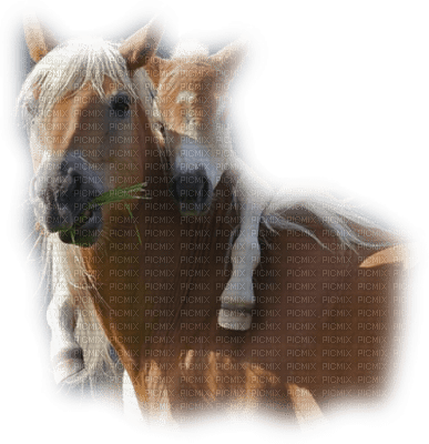 horse with foal bp - darmowe png