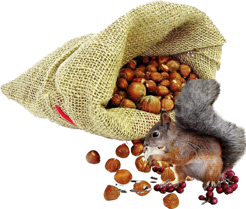 Autumn.Automne.Otoño.Squirrel.Nuts.Victoriabea - png gratis