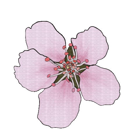 Pink.Flower.Fleur.gif.Victoriabea - Free animated GIF