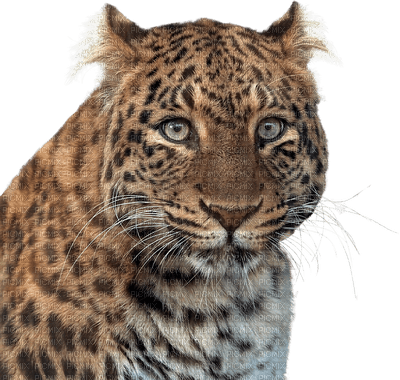leopardo - nemokama png