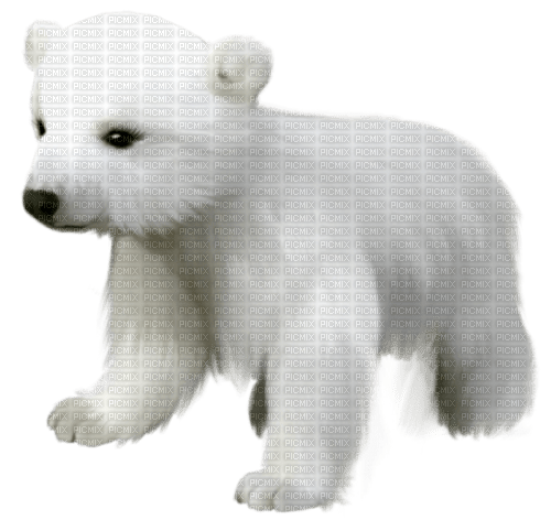 Polar.Bear.Cub.White - png ฟรี